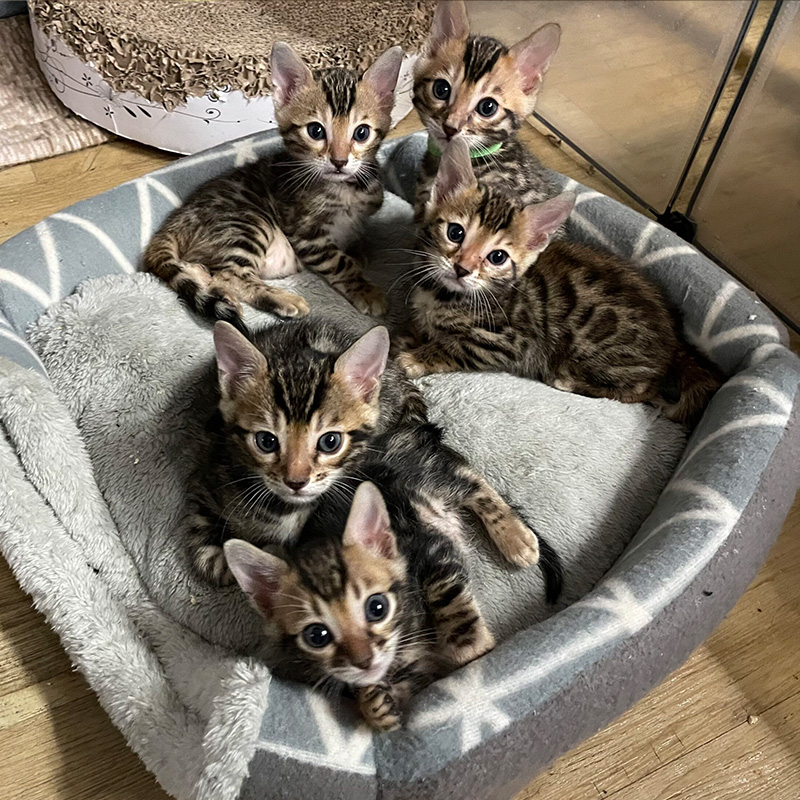 Bengalkitten Wurg C Bengalkitten Wurg C